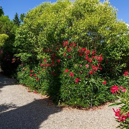 Farm stay Bilo Camelia Marina di Grosseto