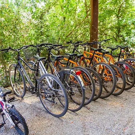 Bilo Camelia Marina di Grosseto